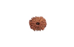 12 Mukhi