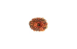 13 Mukhi