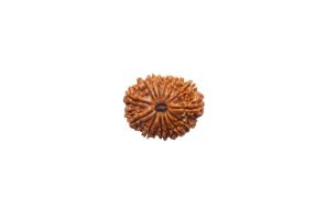 14 Mukhi