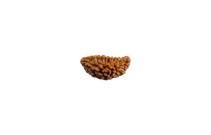 1 Mukhi