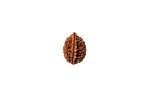 2 Mukhi