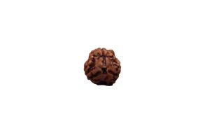 3 Mukhi