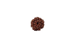 8 Mukhi