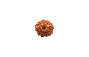 9 Mukhi